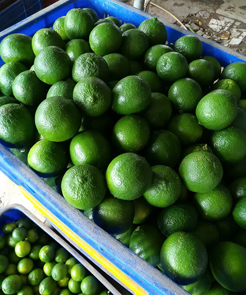 Lime